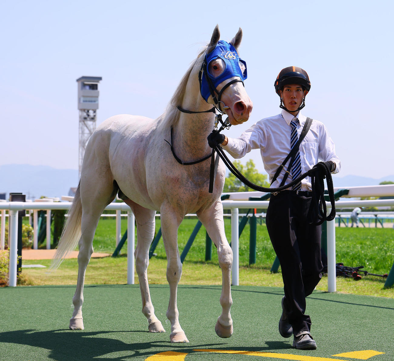 京都2R、3歳未勝利戦を制したシュネーグロッケン（撮影・藤尾明華）
