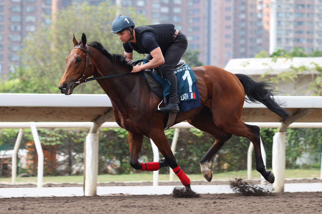 22日、シャティン競馬場で調教するゴリアット（C）The Hong Kong Jockey Club