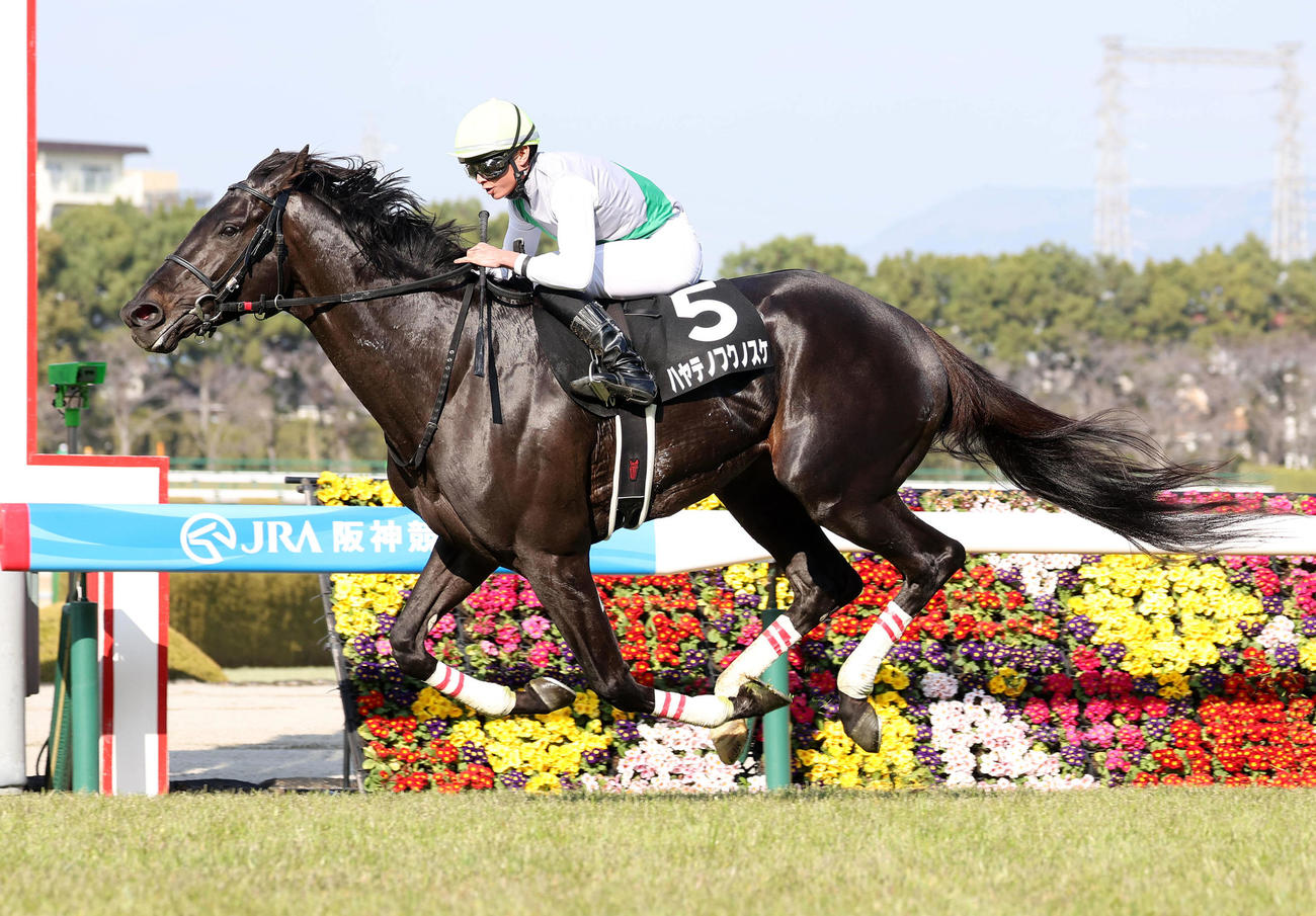 3月1日、阪神競馬場リニューアルオープン記念を制したハヤテノフクノスケ