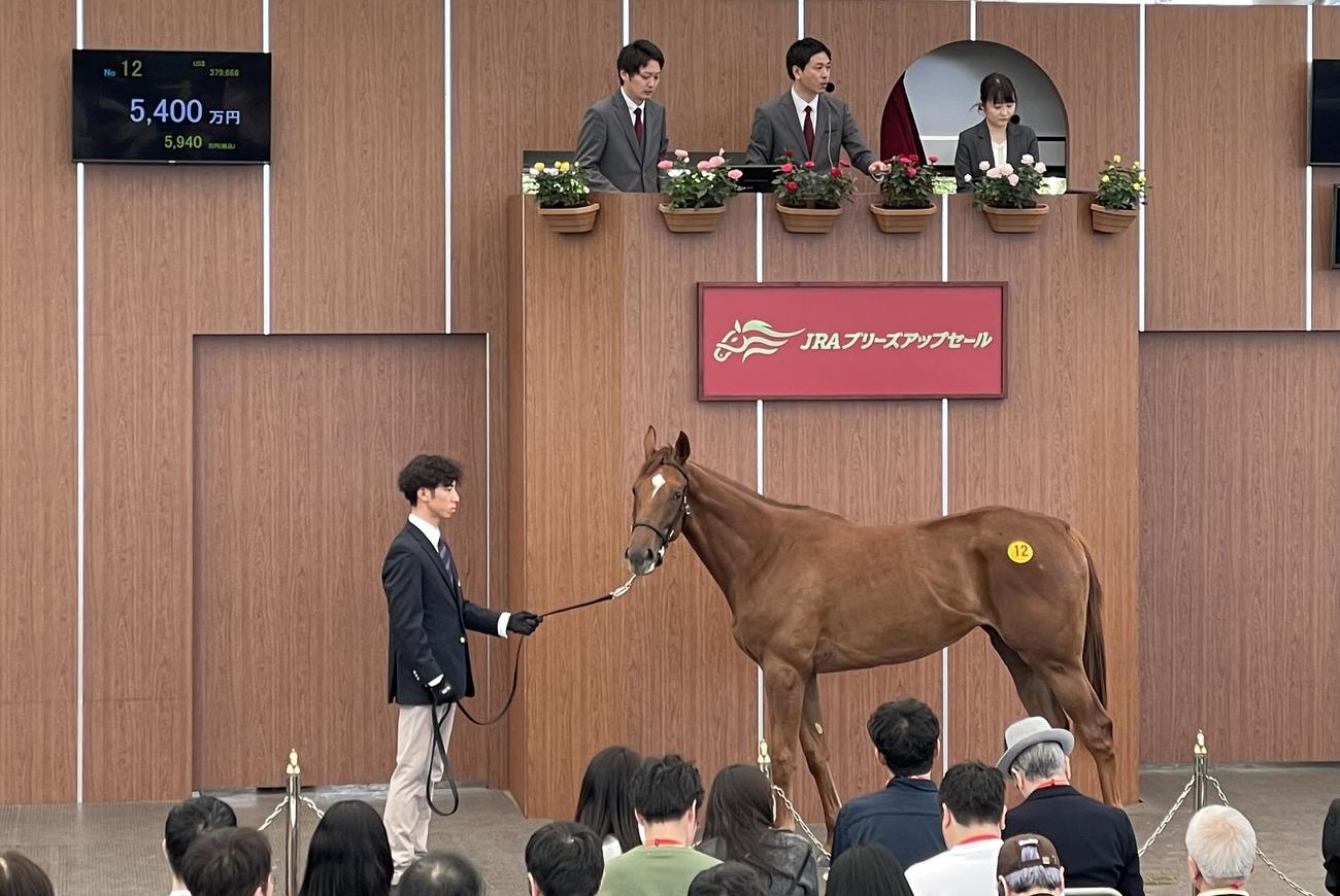 ブリーズアップセール過去最高の5400万円で落札となったティックルゴールドの2023
