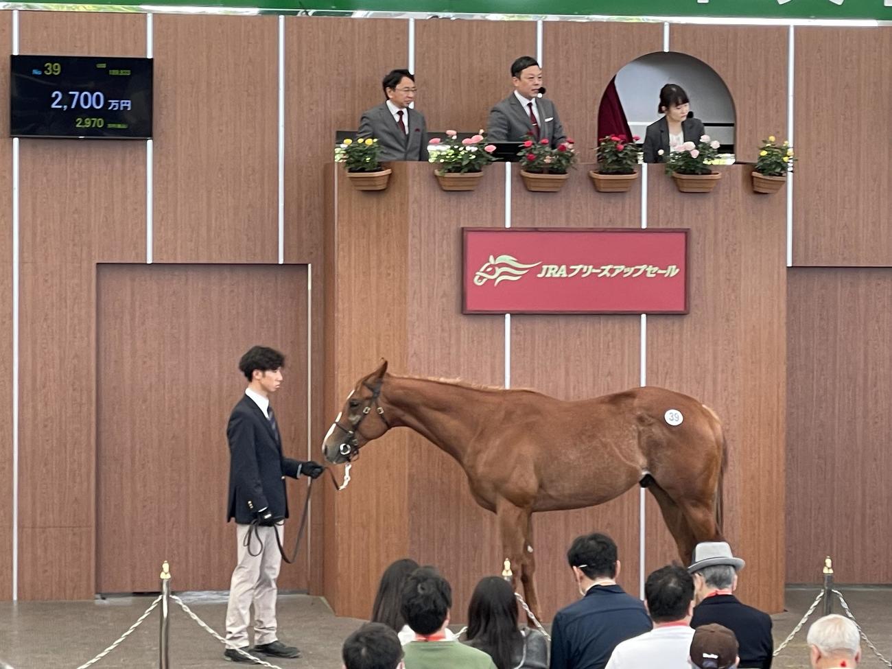 新種牡馬マテラスカイ産駒の1頭サマーリガードの2023