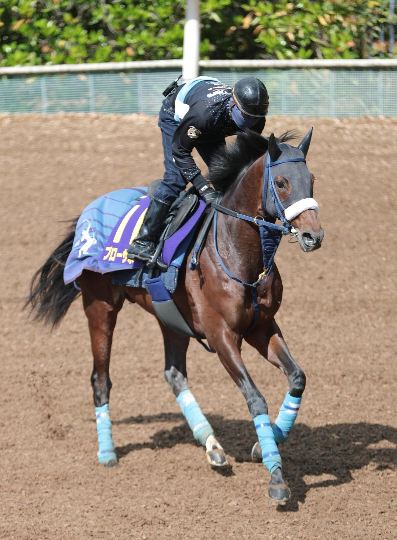 坂路で調整するブローザホーン
