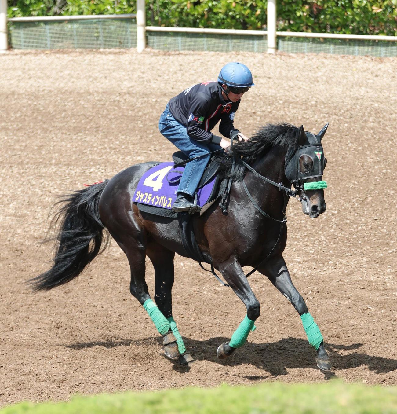 坂路で調整するジャスティンパレス