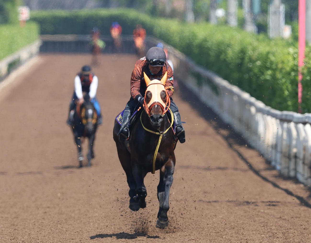 坂路を単走で追い切るショウナンラプンタ（撮影・白石智彦）