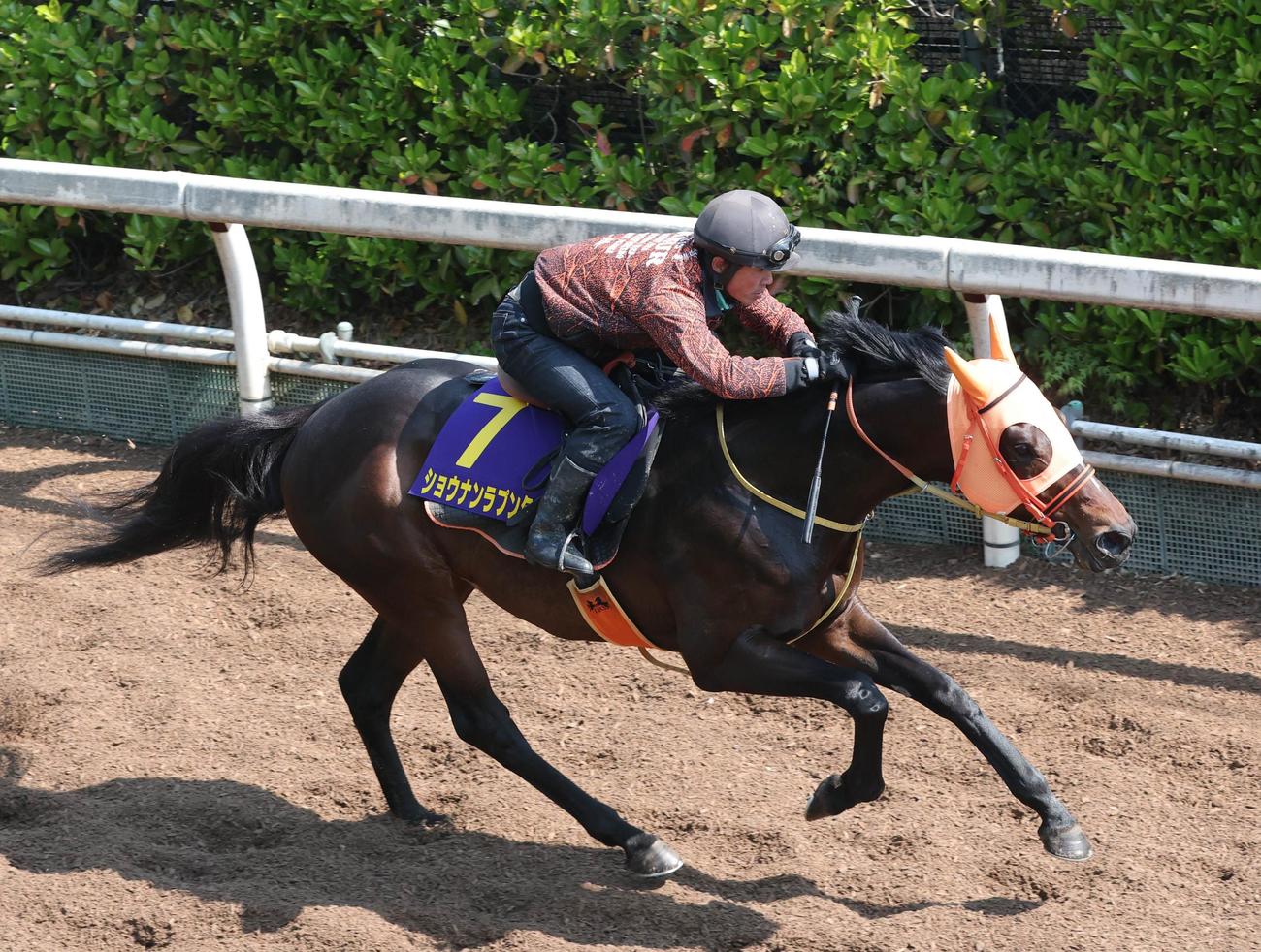 坂路で追い切ったショウナンラプンタ