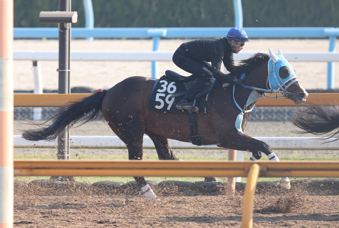 武豊騎手を背にCウッドを併せ馬で追い切るメイショウズイウン（撮影・白石智彦）