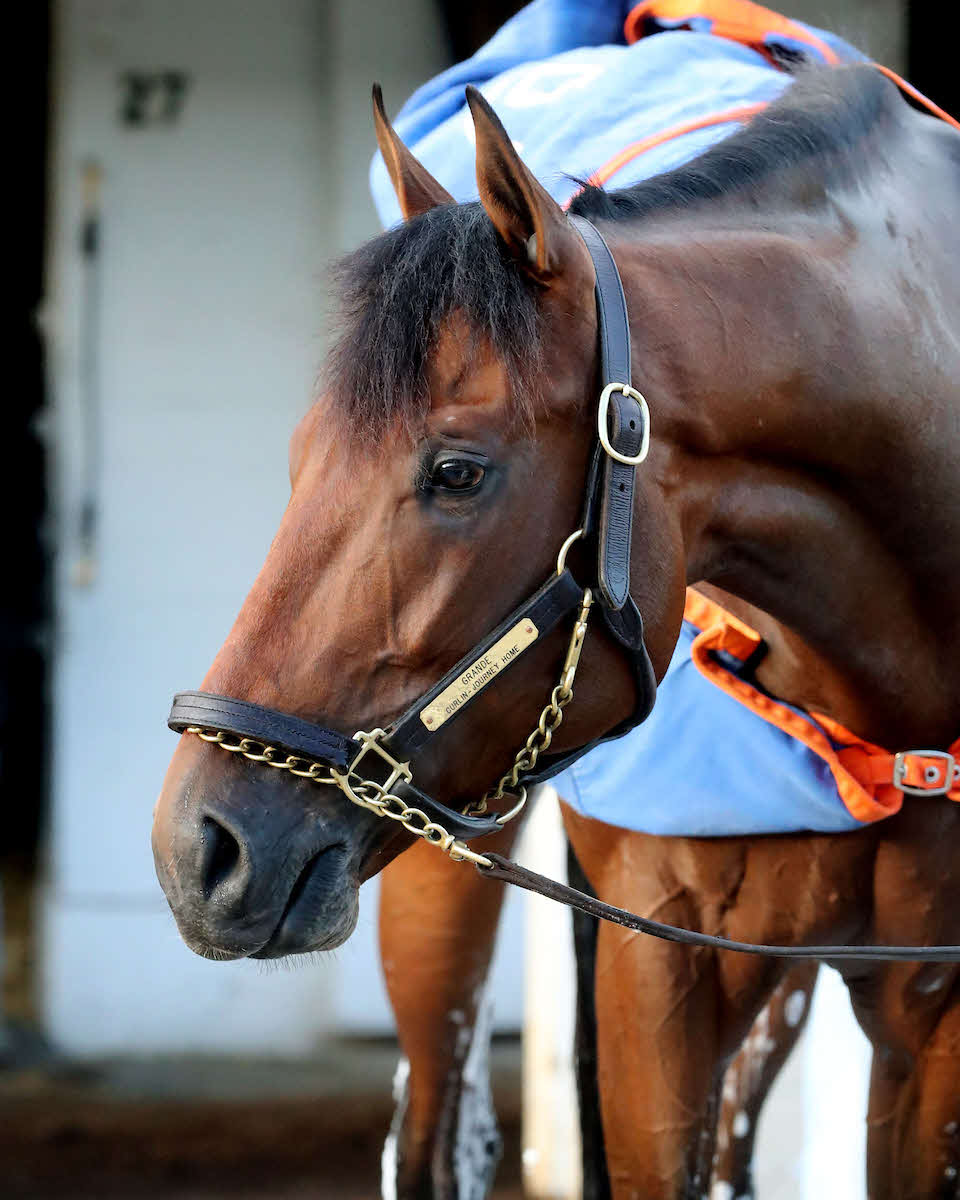 出走取消が発表されたグランデ（C）Churchill Downs／Coady Media