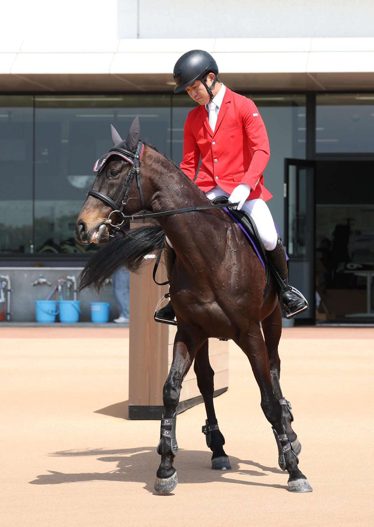 誘導馬としてデビューしたディープボンド（撮影・白石智彦）