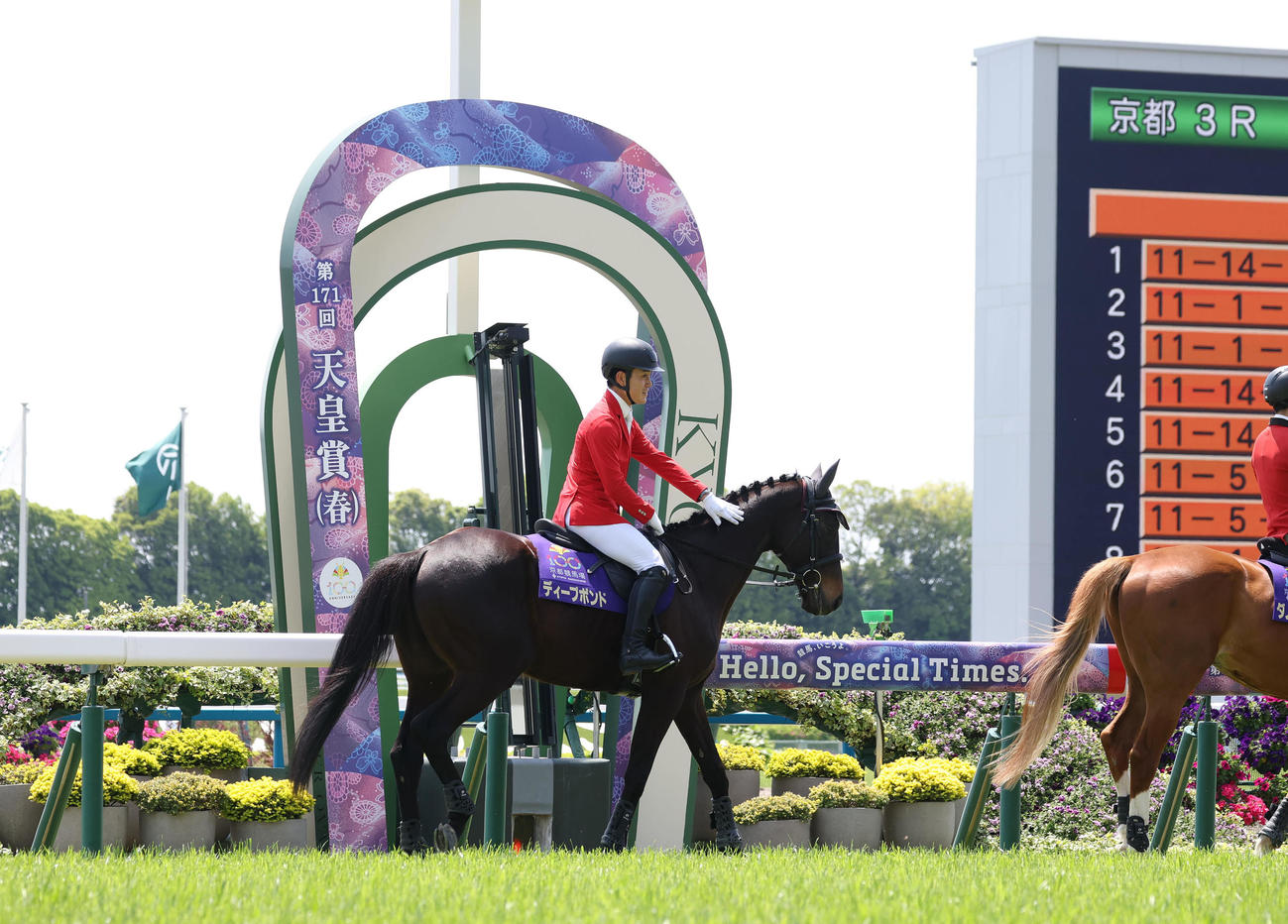 誘導馬としてデビューして芝コースを歩くディープボンド（撮影・白石智彦）