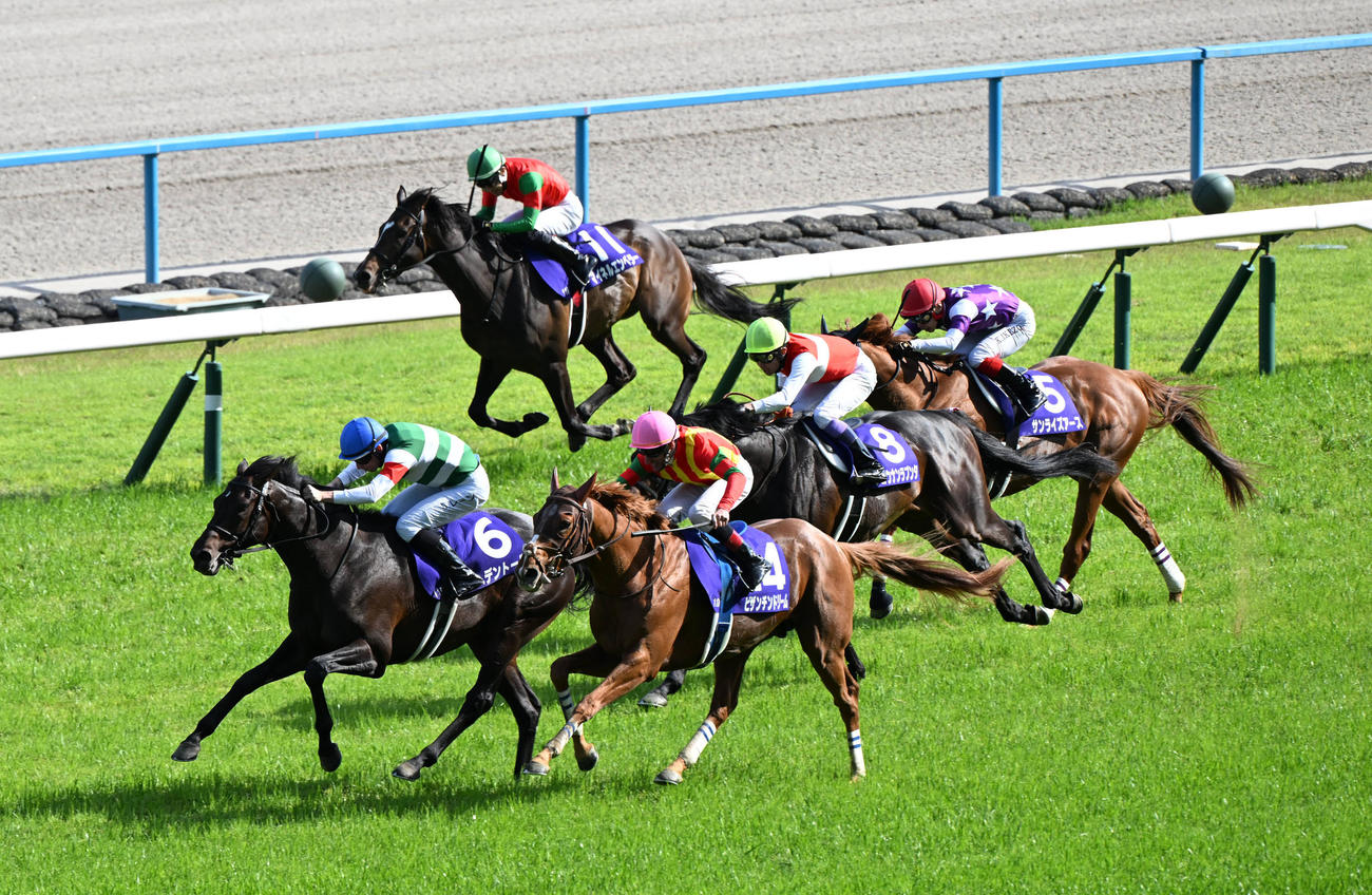 京都11R　直線で伸びて天皇賞・春を制するヘデントール（撮影・和賀正仁）