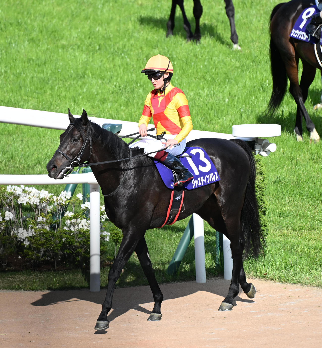 京都11R天皇賞・春　6着に敗れたジャスティンパレス（撮影・和賀正仁）