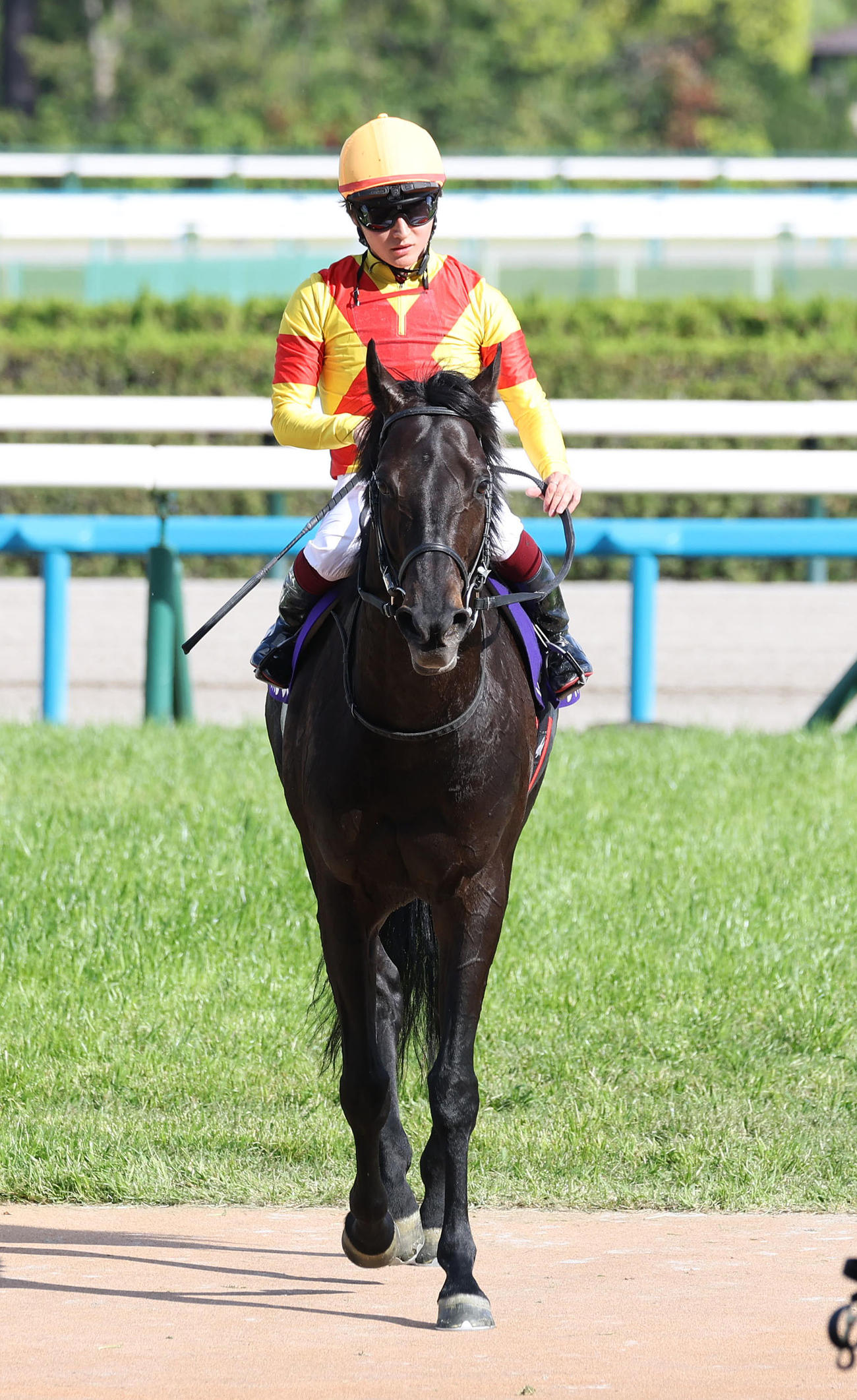 京都11R天皇賞・春　6着に敗れたジャスティンパレス（撮影・白石智彦）