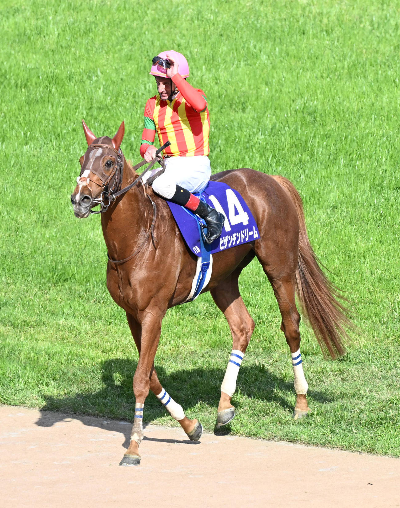 京都11R 2着に敗れたビザンチンドリーム（撮影・和賀正仁）