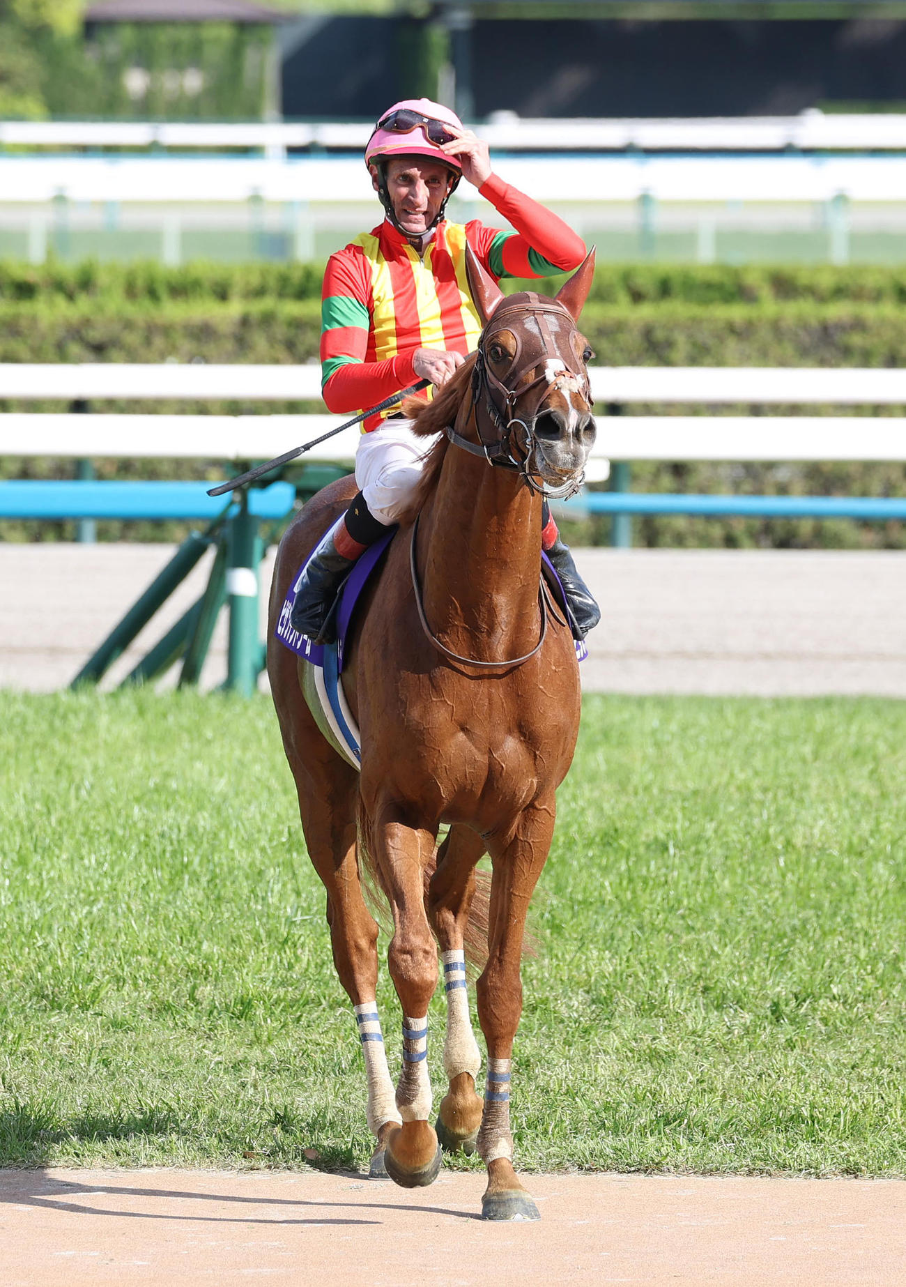 京都11R天皇賞・春、2着に敗れたビザンチンドリーム（撮影・白石智彦）