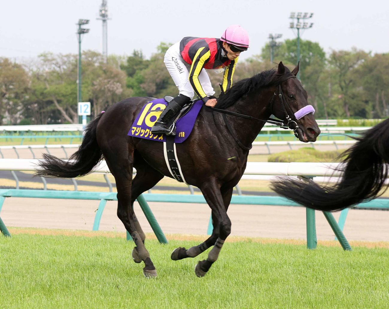 皐月賞6着のマジックサンズ（2025年4月20日撮影）