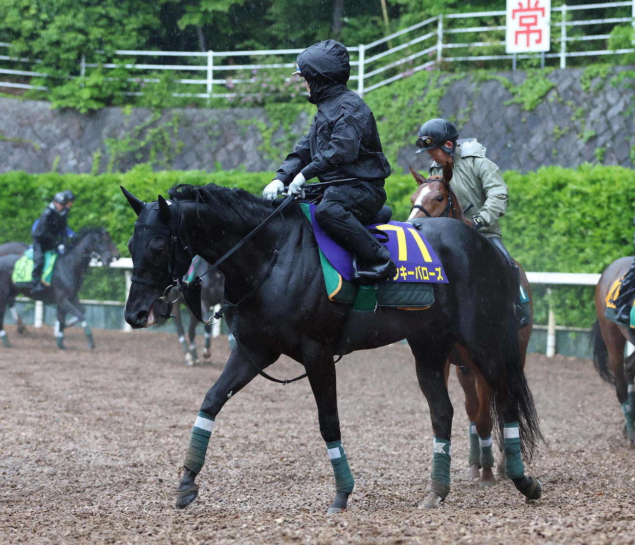 坂路で調整するヤンキーバローズ（撮影・白石智彦）