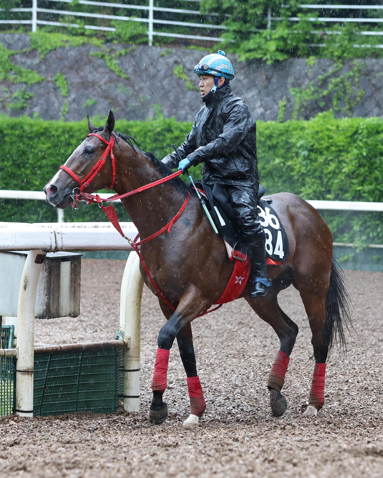 黒岩騎手を背に坂路で調整するモンテシート（撮影・白石智彦）
