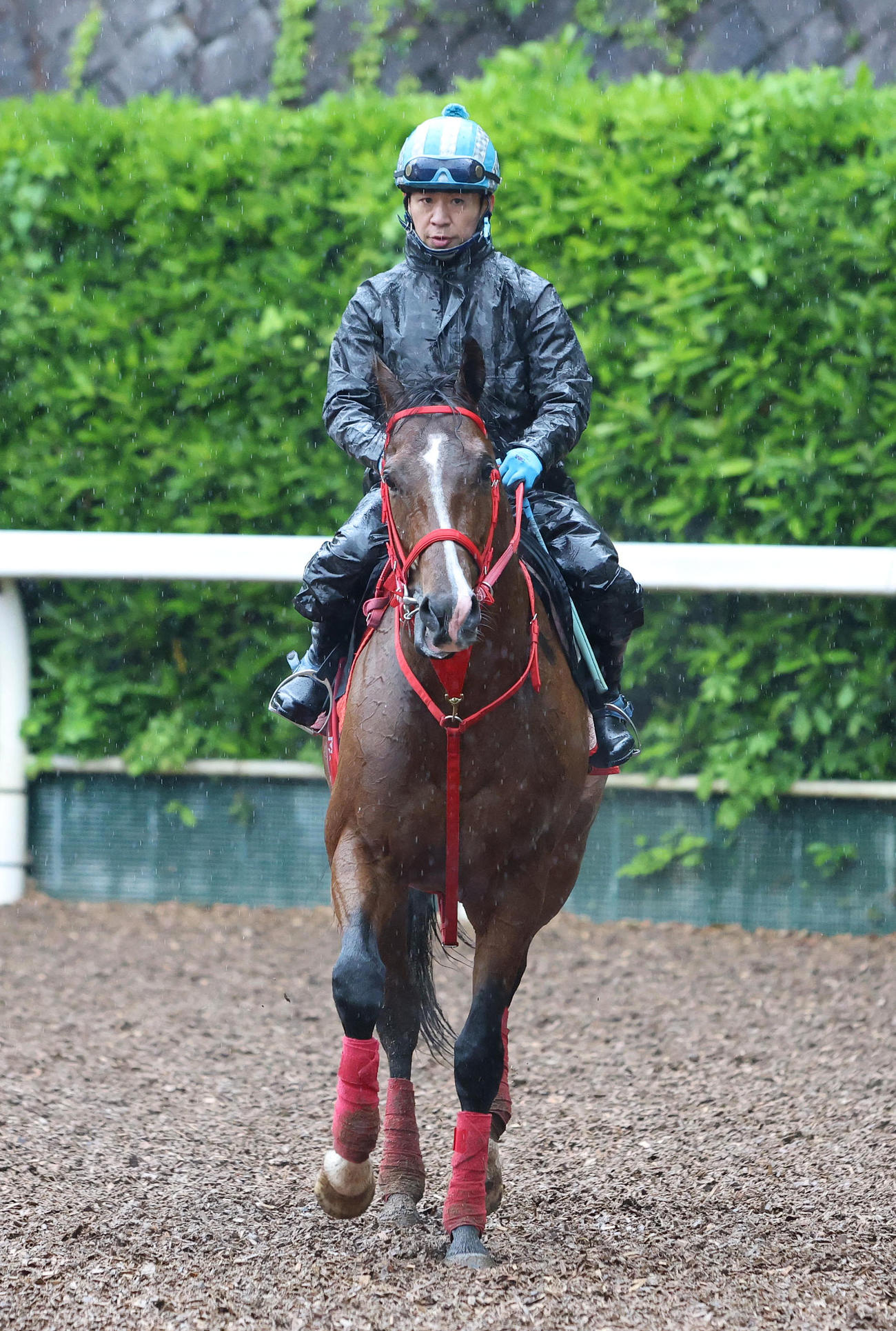黒岩騎手を背に坂路で調整するモンテシート（撮影・白石智彦）