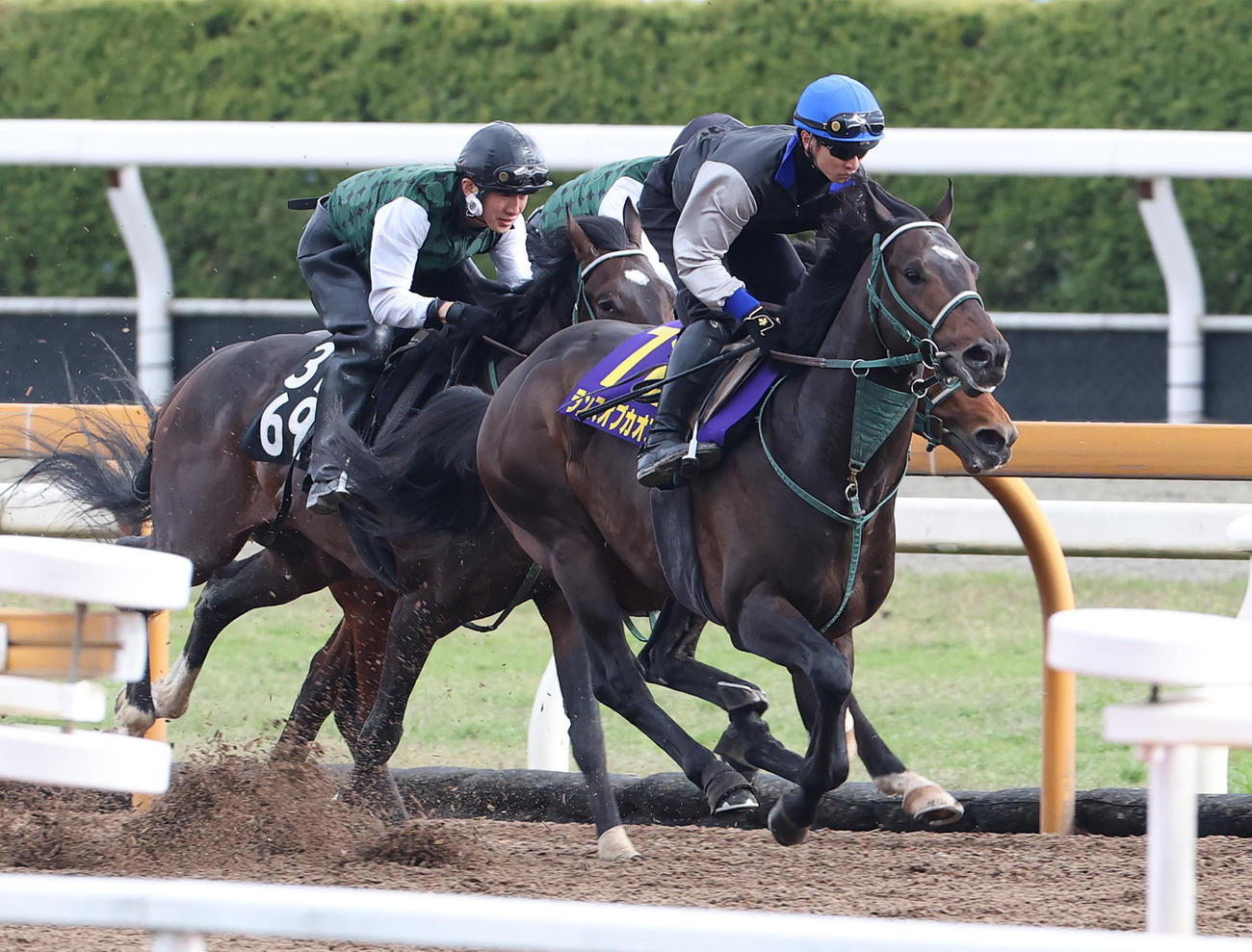 吉村騎手を背にCウッドを3頭併せで追い切るランスオブカオス（右）（撮影・白石智彦）