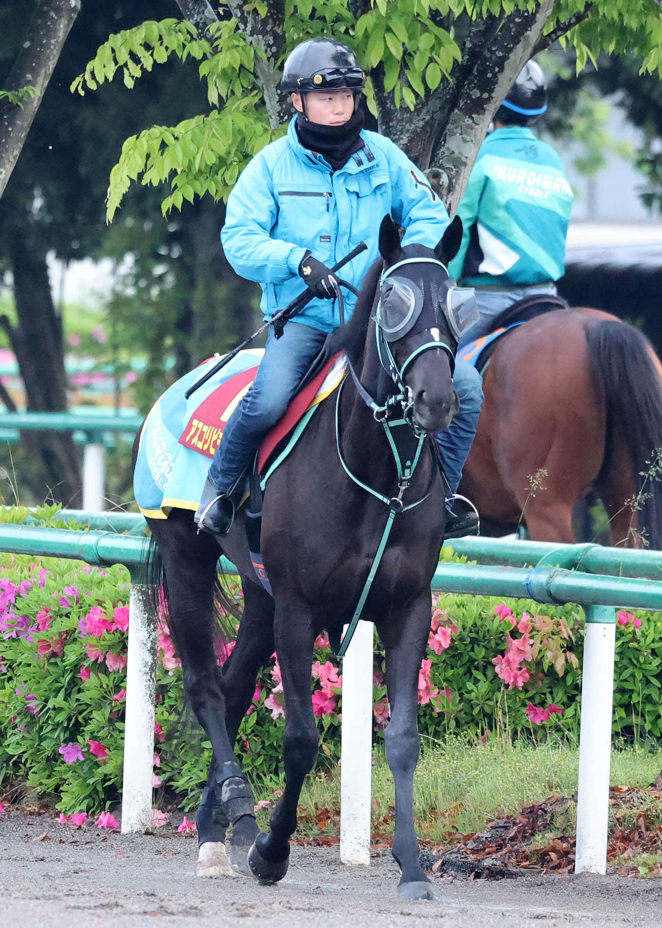 乗り運動するアスコリピチェーノ（撮影・鈴木正人）
