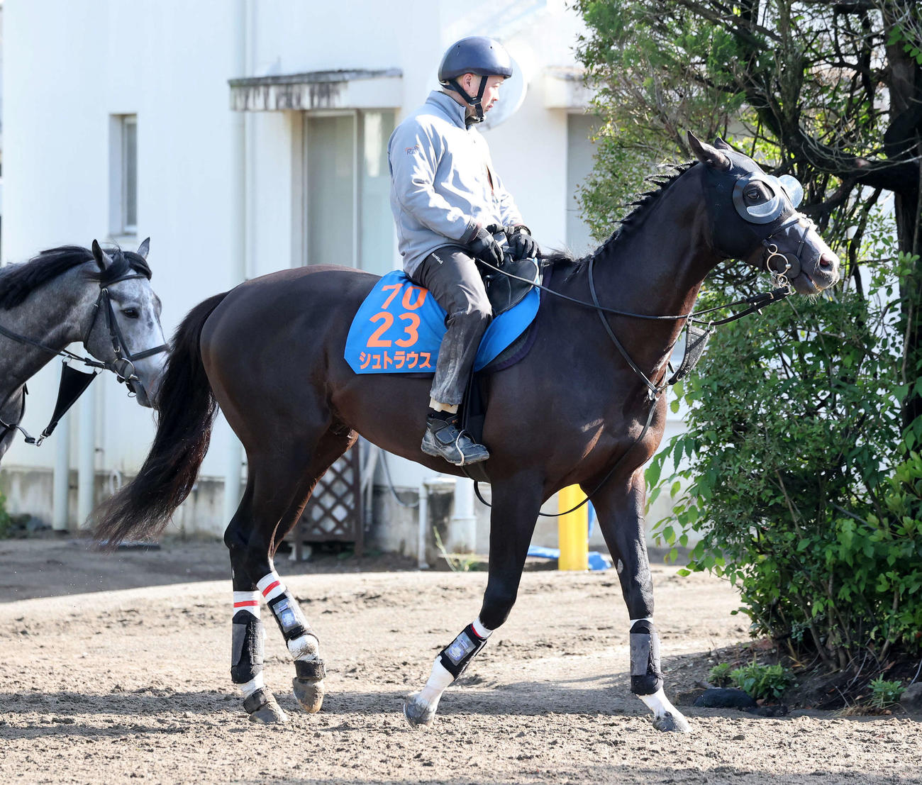 乗り運動するシュトラウス（撮影・鈴木正人）