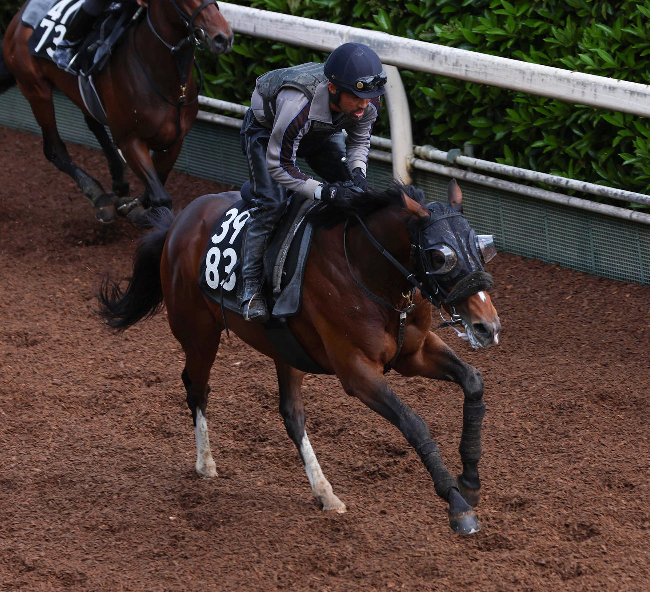 坂路で追い切るトッピボーン