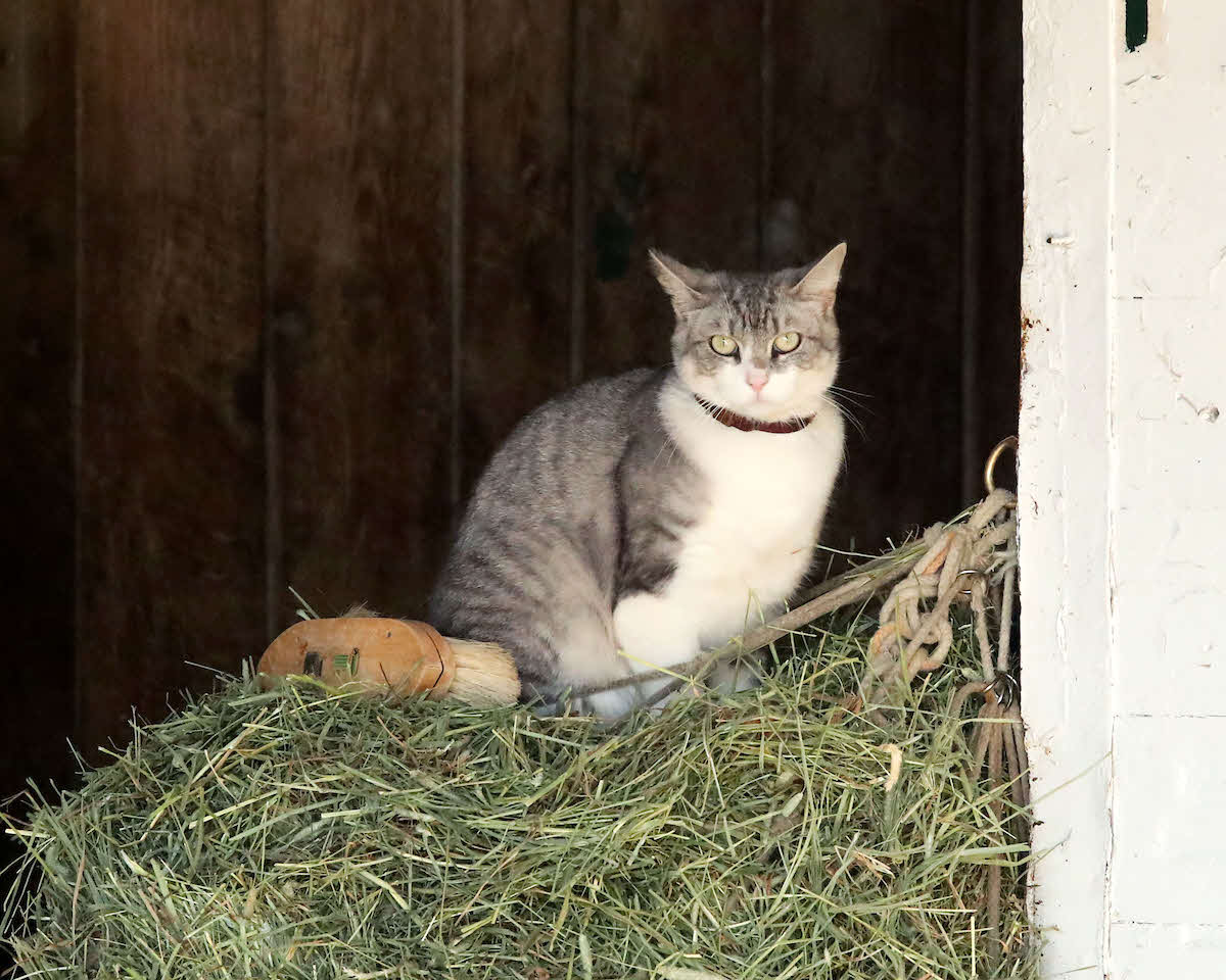 チャーチルダウンズ競馬場の猫（C）Churchill Downs／Coady Media