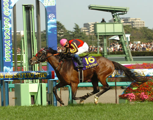 09年皐月賞馬アンライバルドが19歳で死去 9日に転倒して右後肢骨折で