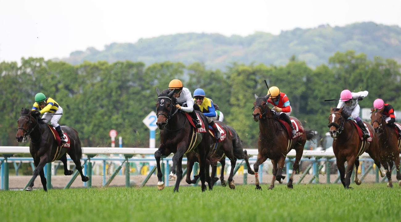 京都新聞杯4着に敗れたトッピボーン（右から2頭目）（撮影・白石智彦）