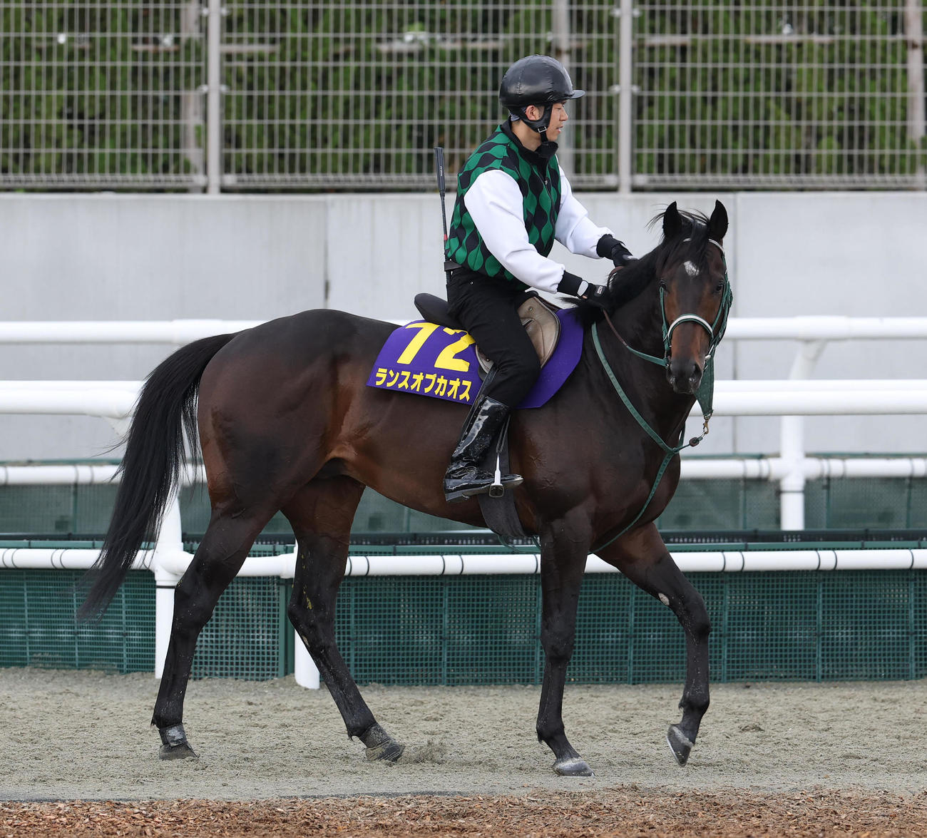 7日、角馬場で運動するランスオブカオス