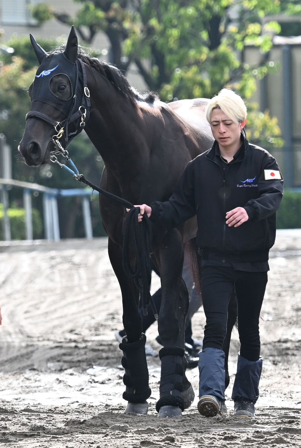 東京競馬場に到着し、厩舎周りを運動するマジックサンズ（撮影・千葉一成）