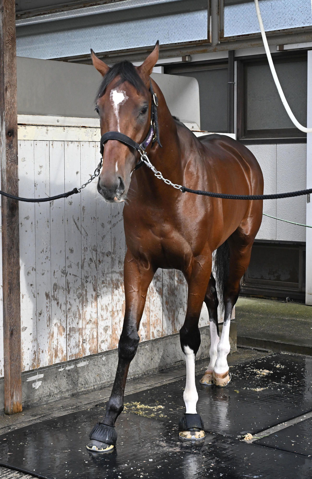 東京競馬場に到着したアドマイヤズーム（撮影・千葉一成）