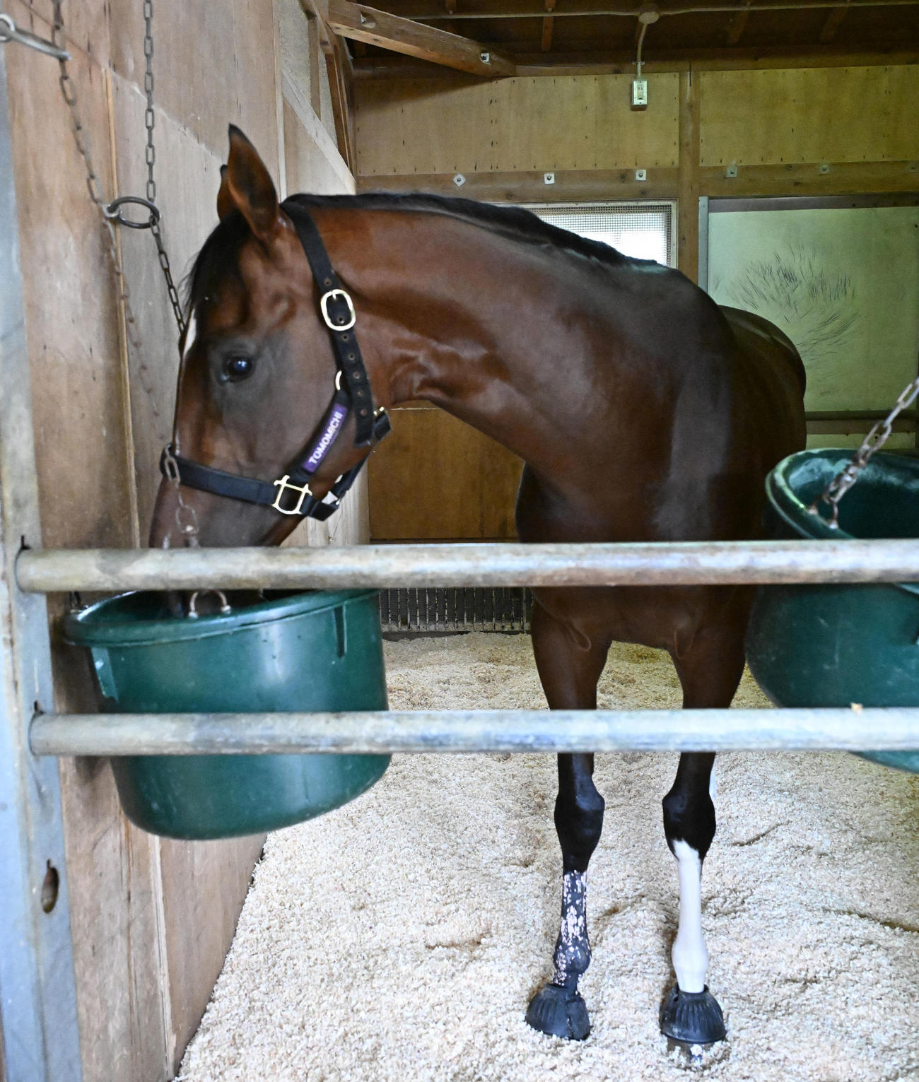 東京競馬場に到着し、馬房でくつろぐアドマイヤズーム（撮影・千葉一成）