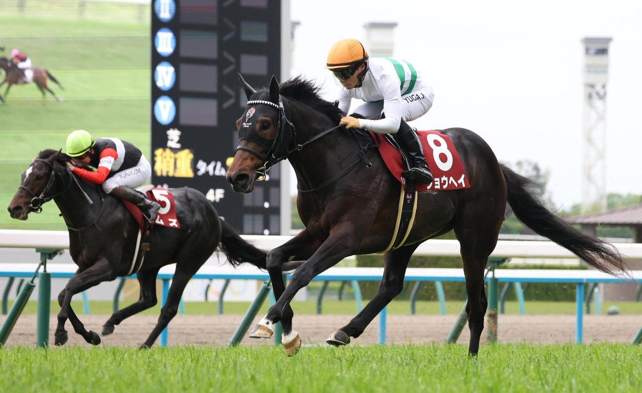 直線抜け出して京都新聞杯を制したショウヘイ（撮影・白石智彦）