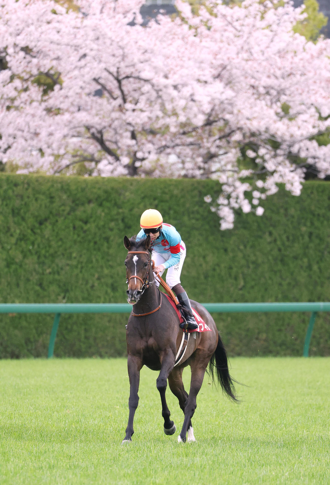 2025年4月12日、阪神牝馬Sを制したサフィラ