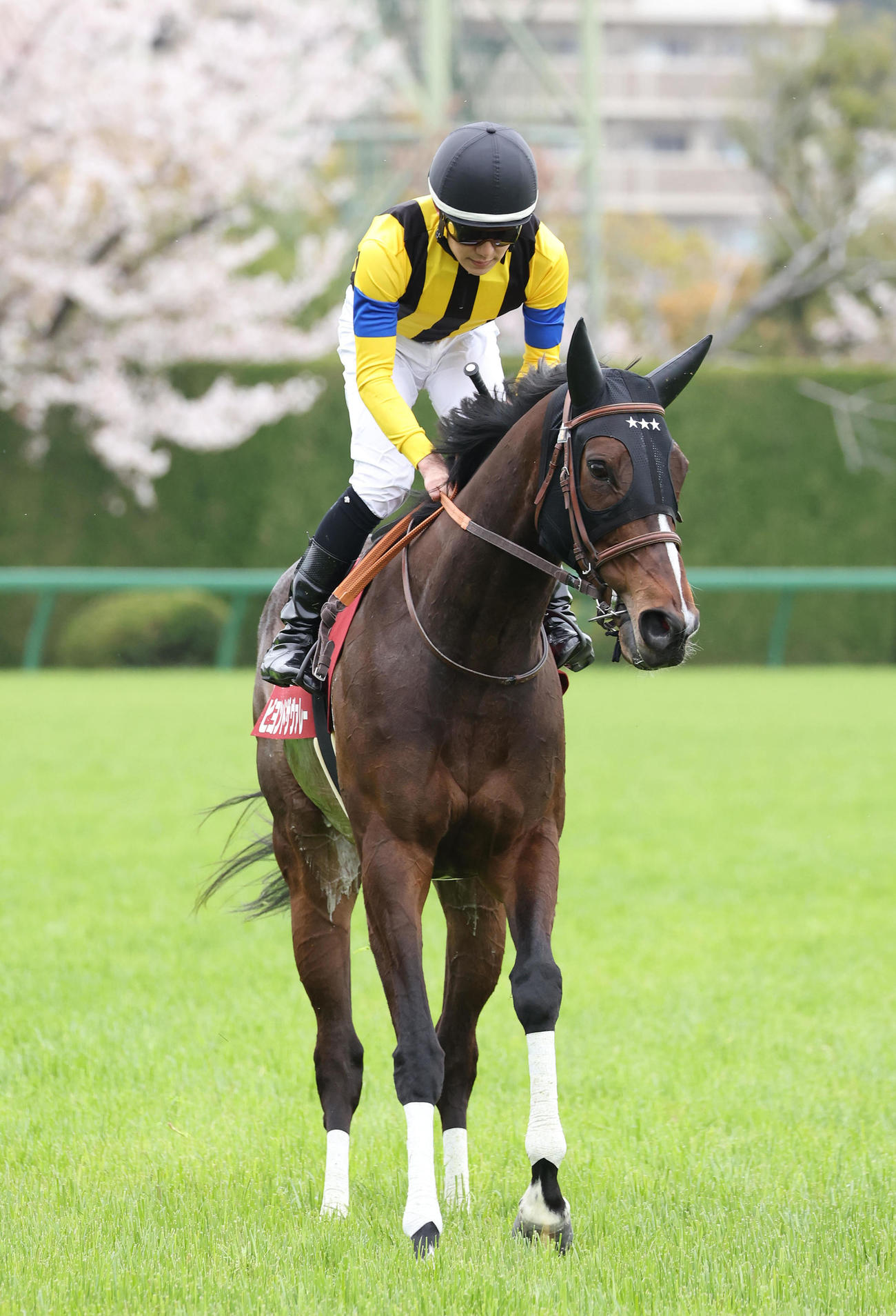 2025年4月12日、阪神牝馬Sに出走したビヨンドザヴァレー