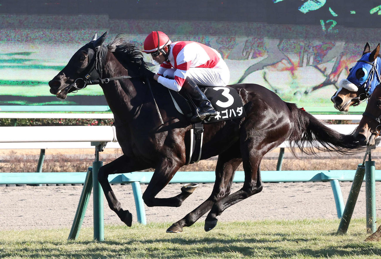 アネゴハダと坂井騎手（24年1月撮影）