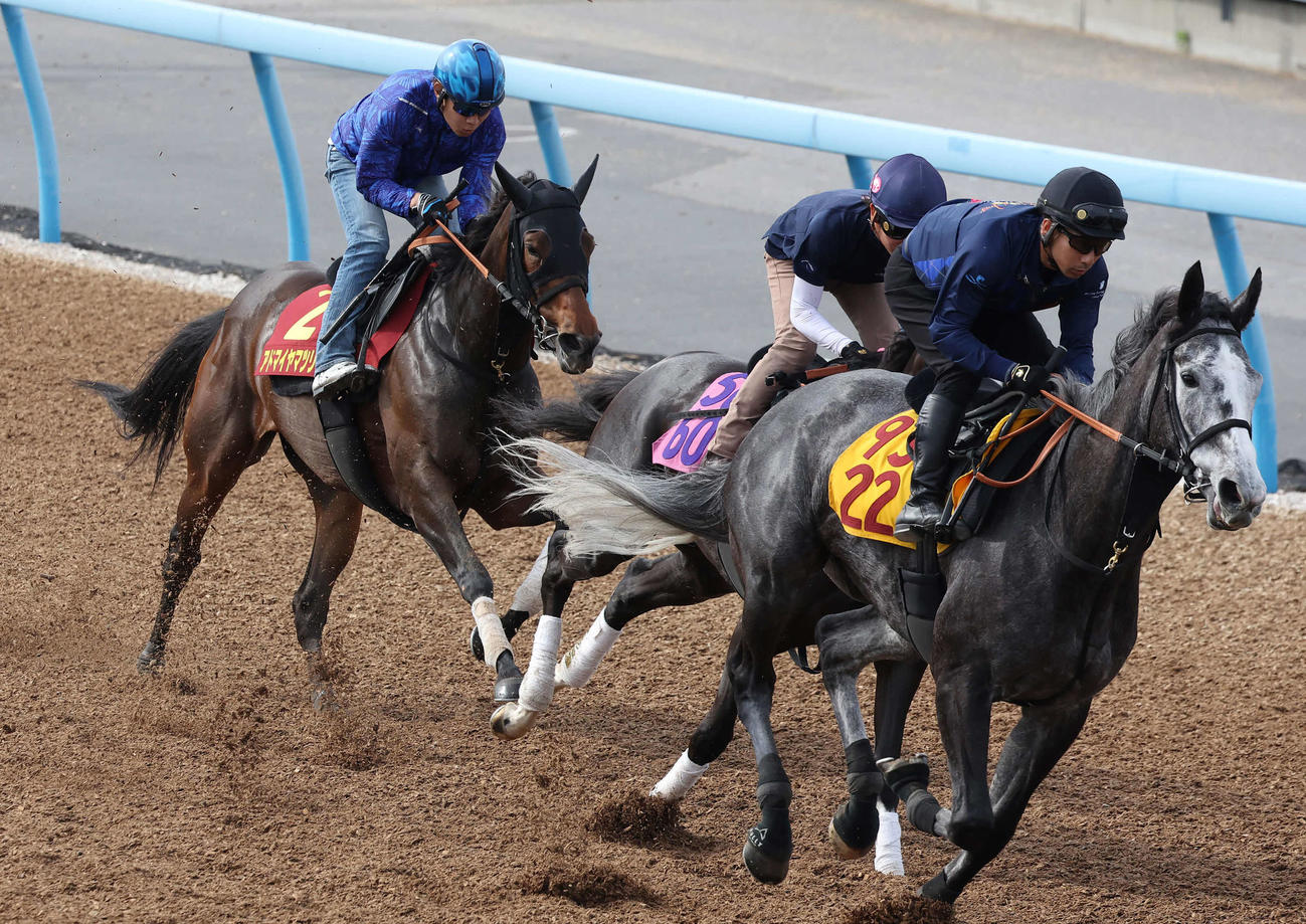 アドマイヤマツリ（左）は田辺騎手を背に美浦ウッドで先行する僚馬を最後方から追走した（撮影・丹羽敏通）