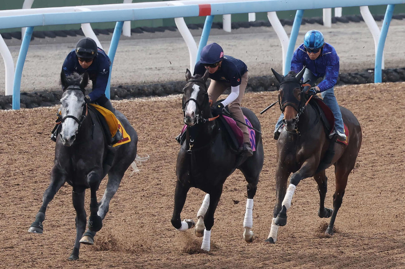 アドマイヤマツリ（右）は田辺騎手を背に美浦ウッドで先行する僚馬を最後方から追走した（撮影・丹羽敏通）