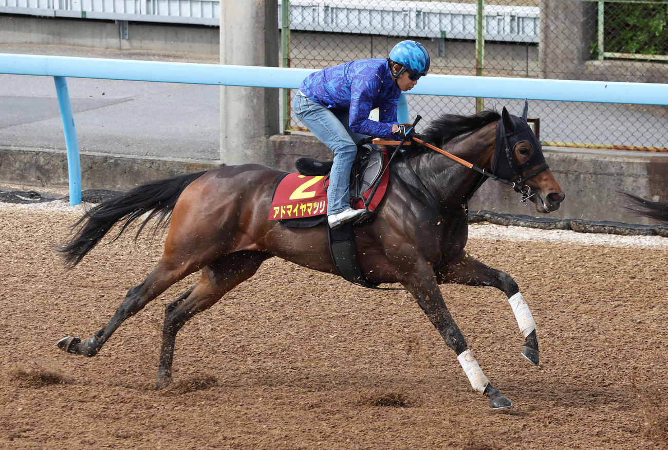 アドマイヤマツリは田辺騎手を背に美浦ウッドで先行する僚馬を追い上げた（撮影・丹羽敏通）