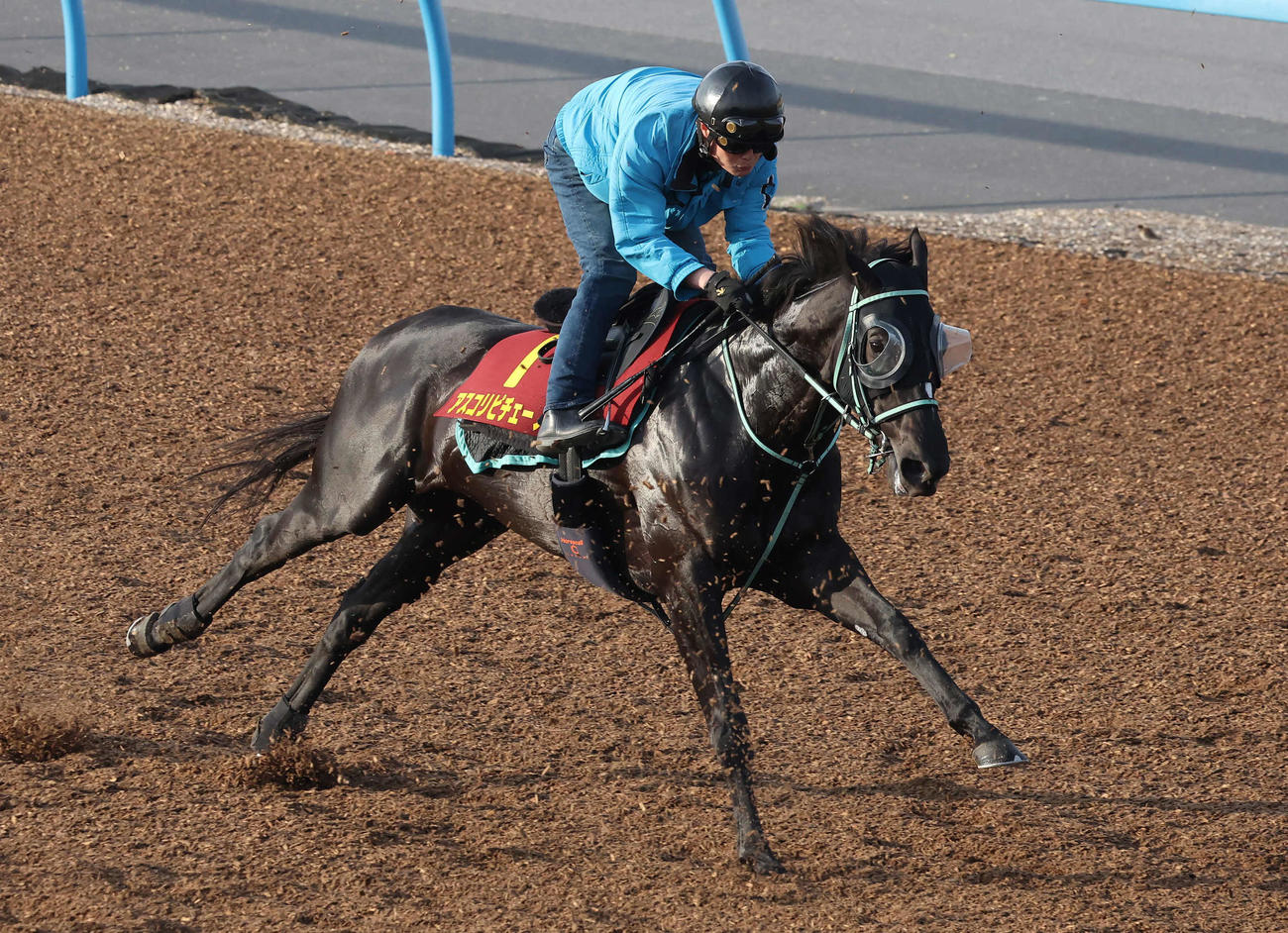 アスコリピチェーノは美浦ウッドで先行する僚馬を鋭い加速で追い上げた（撮影・丹羽敏通）