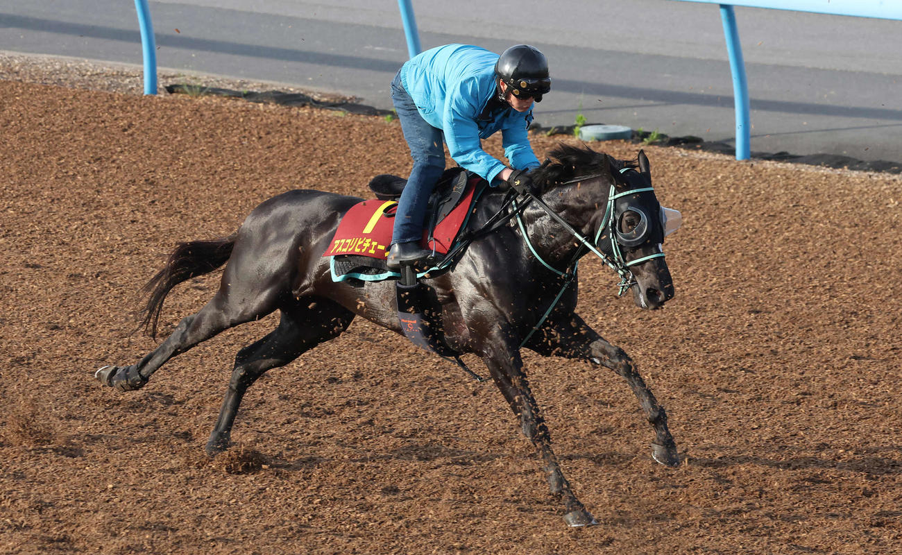 アスコリピチェーノは美浦ウッドで先行する僚馬を鋭い加速で追い上げた（撮影・丹羽敏通）