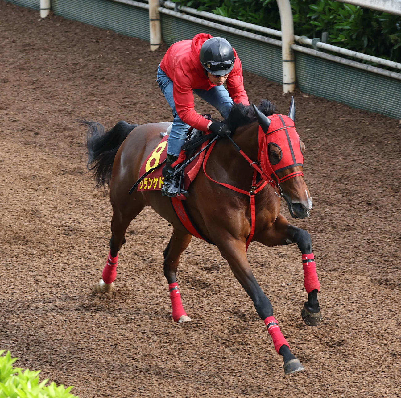 坂路を単走で追い切るシランケド（撮影・白石智彦）