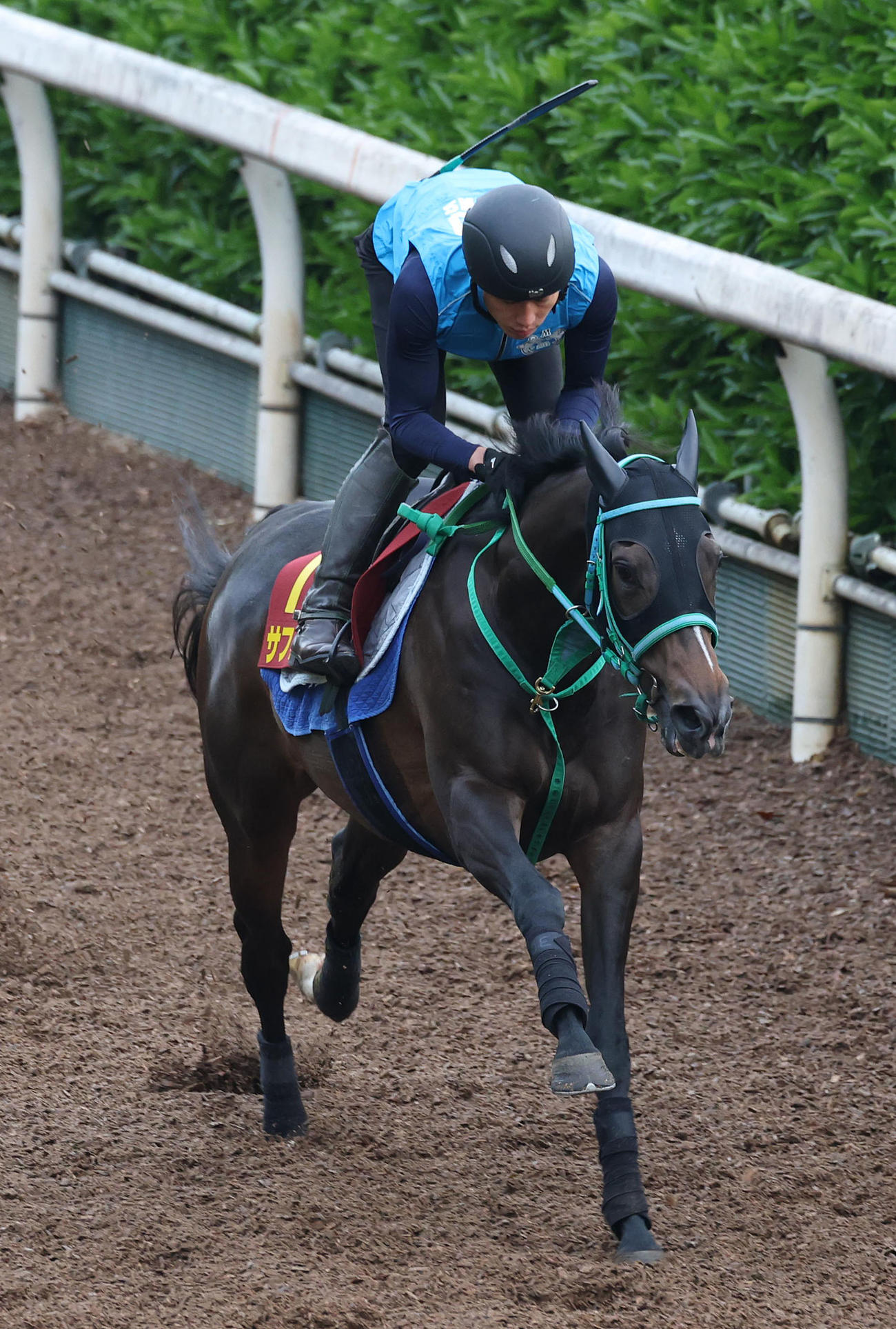 坂路を単走で追い切るサフィラ（撮影・白石智彦）