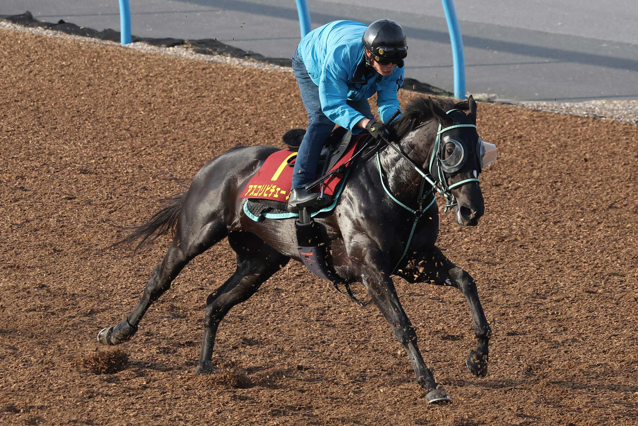 アスコリピチェーノは美浦ウッドで先行する僚馬を鋭い加速で追い上げた（撮影・丹羽敏通）