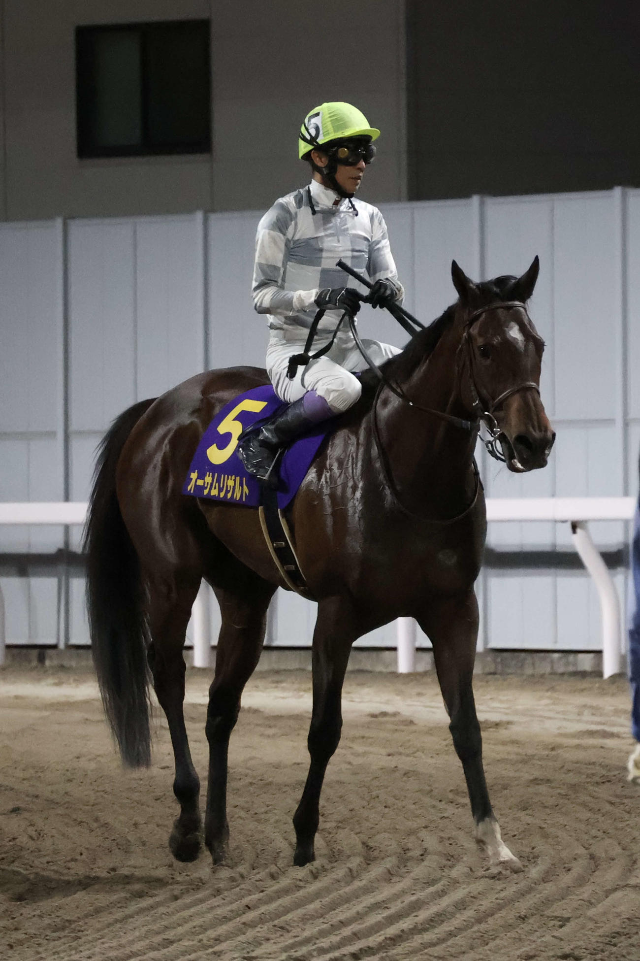 エンプレス杯で2着のオーサムリザルトがレース後に引きあげる（撮影・牛山基康）