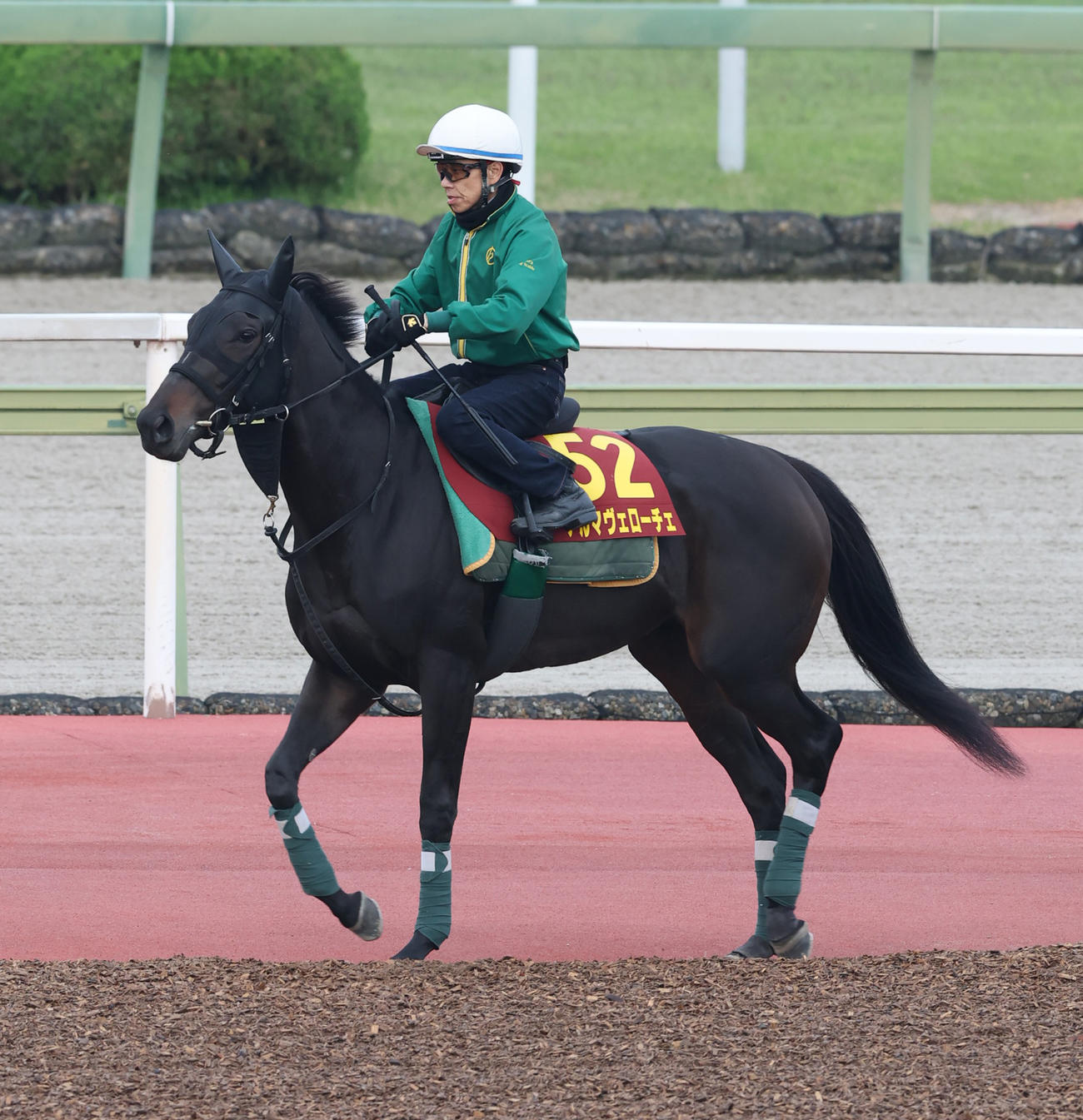 馬場入りするアルマヴェローチェ