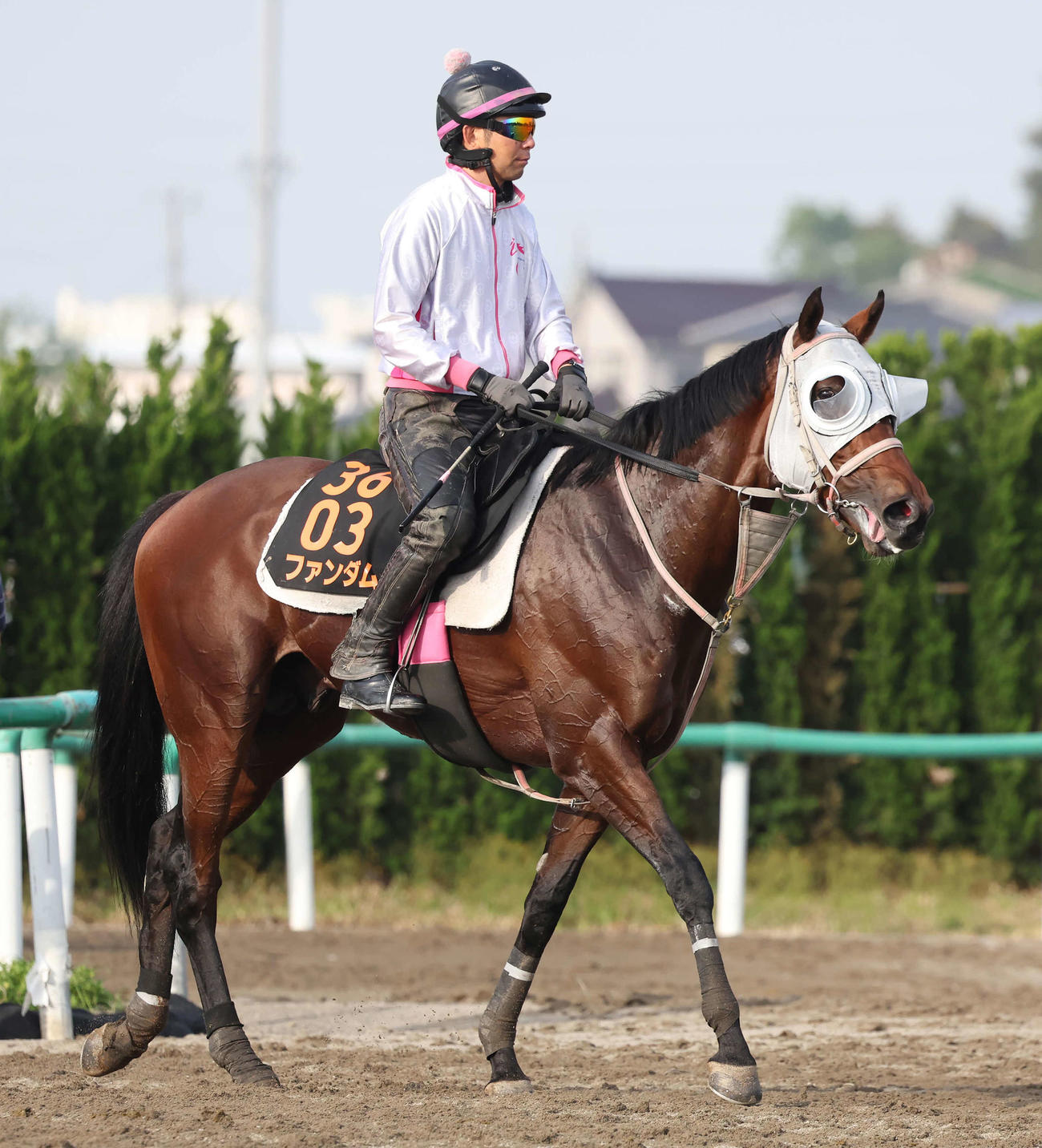 追い切りを終えて馬場を出るファンダム（撮影・丹羽敏通）