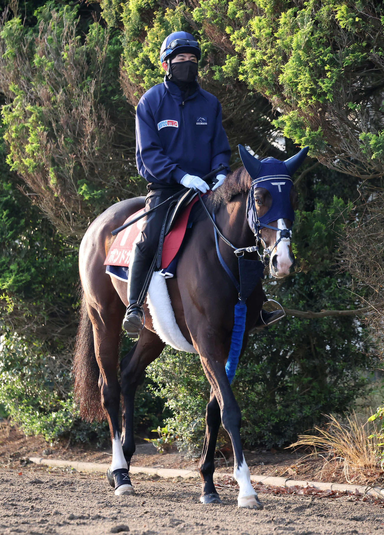 乗り運動で調整するボンドガールと嶋田騎手（撮影・丹羽敏通）