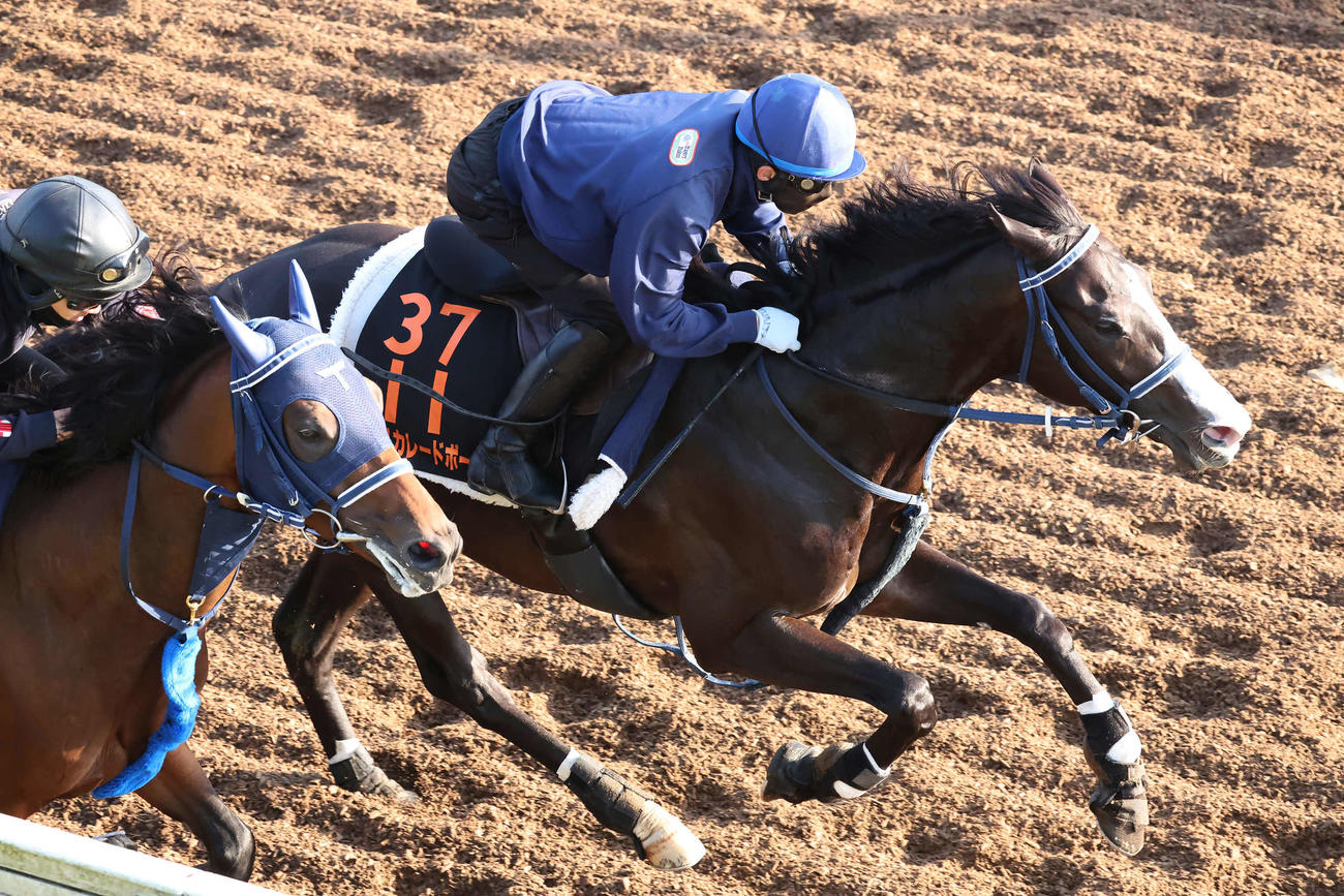 マスカレードボール（右）は嶋田騎手を背に美浦坂路でレッドベルダンスと併せて追い切られた（撮影・丹羽敏通）